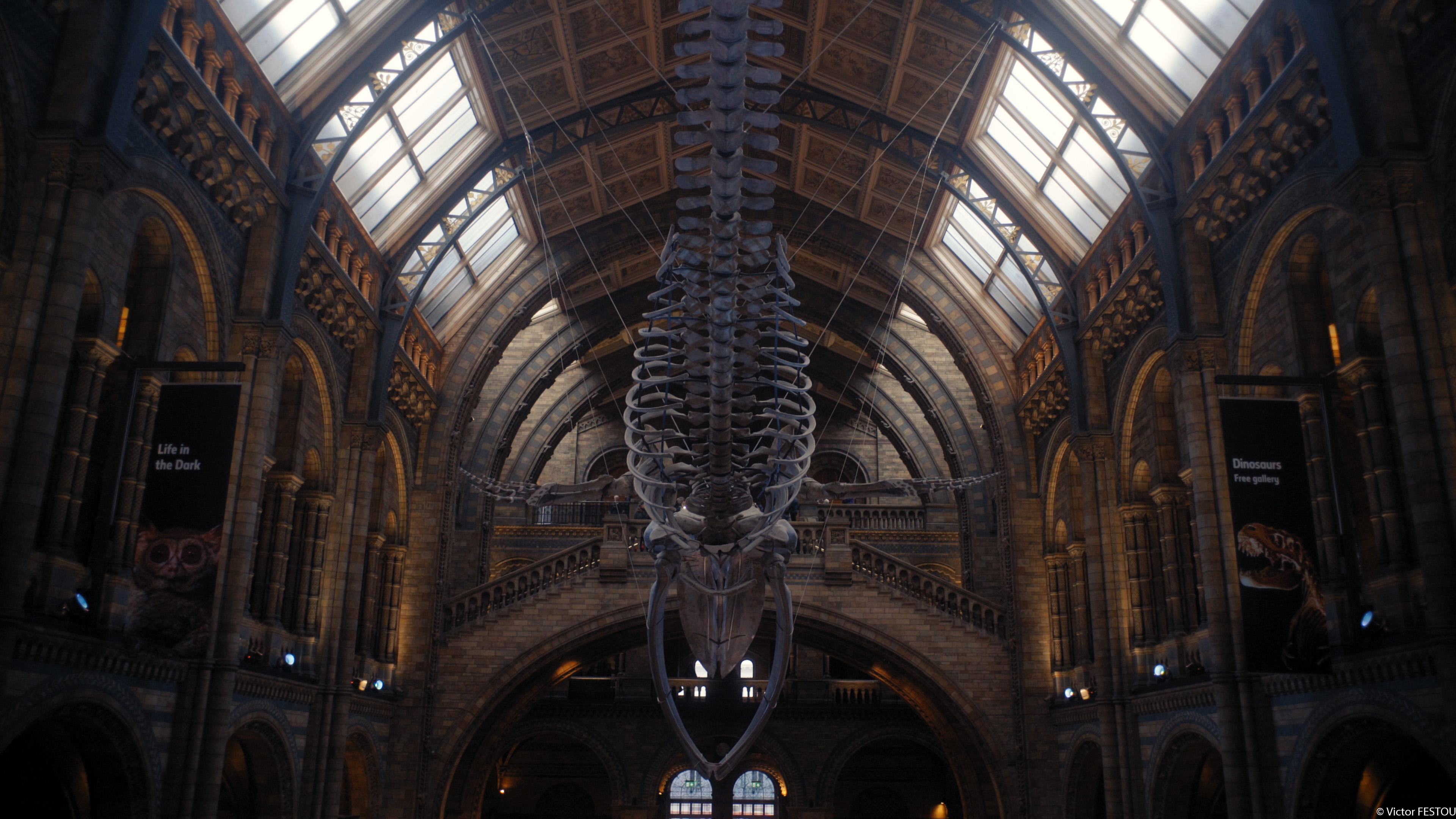 Entrance of the National History Museum in London, huge whale skeleton suspended above the floor